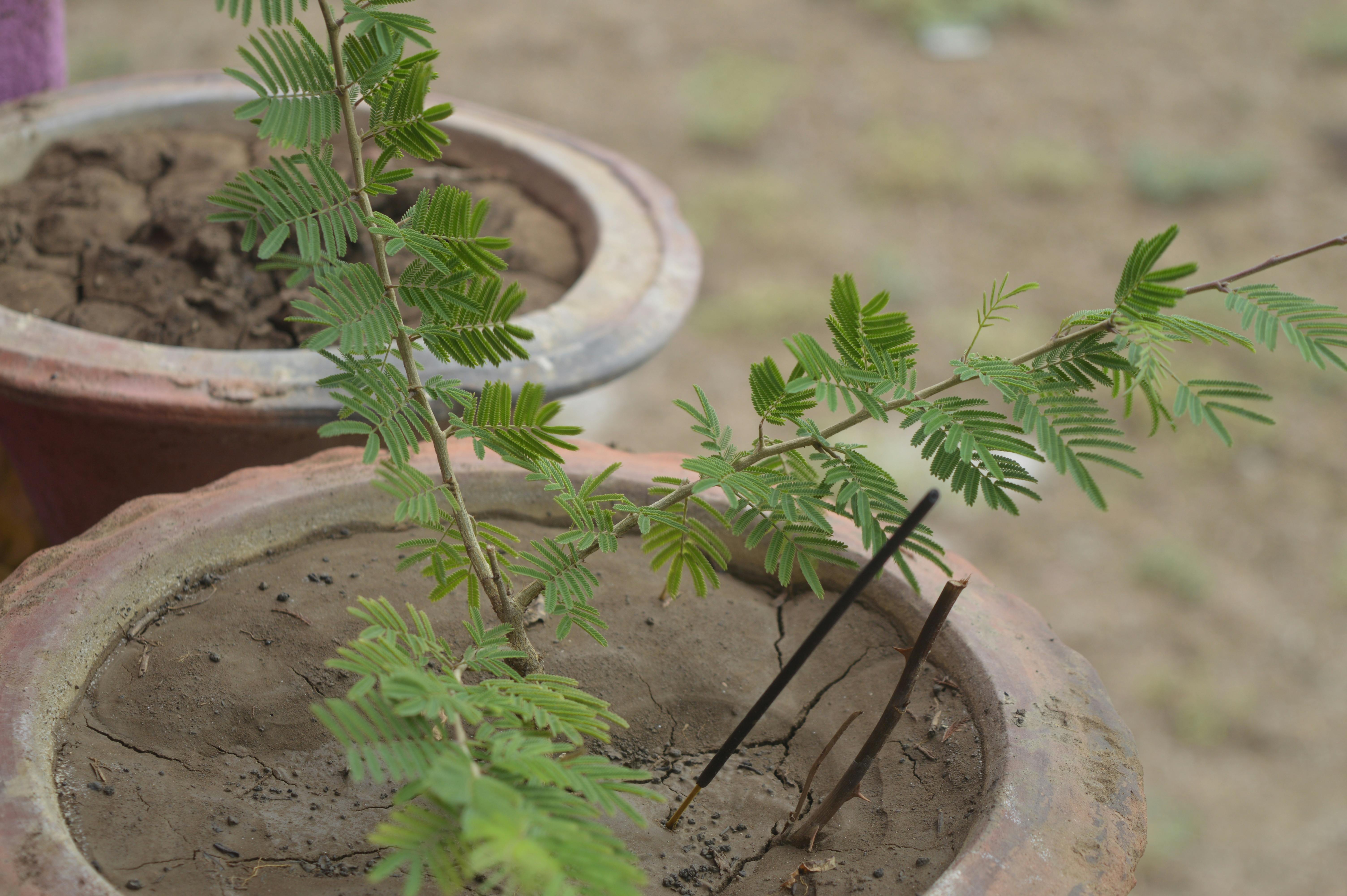Free stock photo of beautiful nature, plant, tree