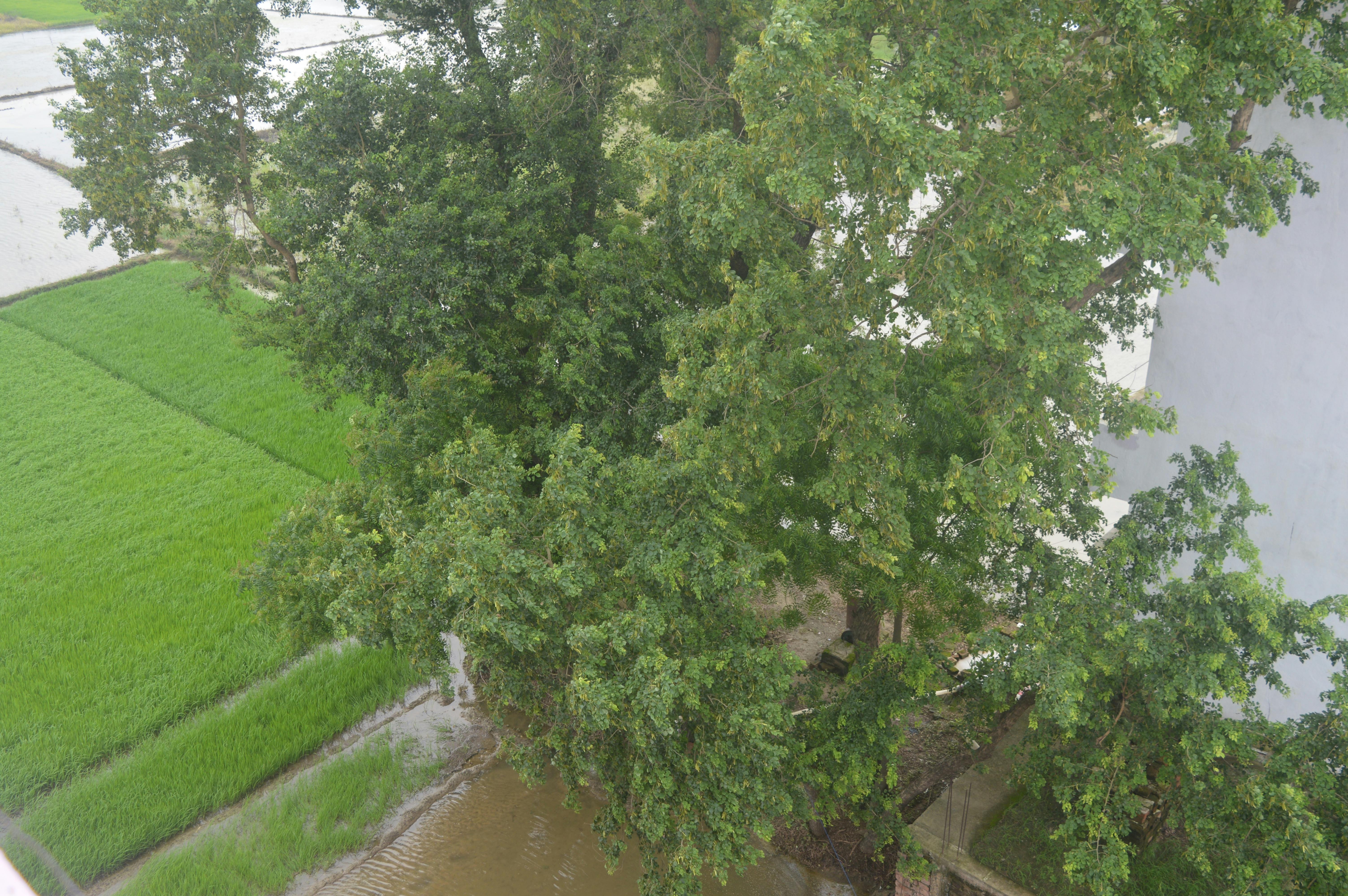 Free stock photo of beautiful nature