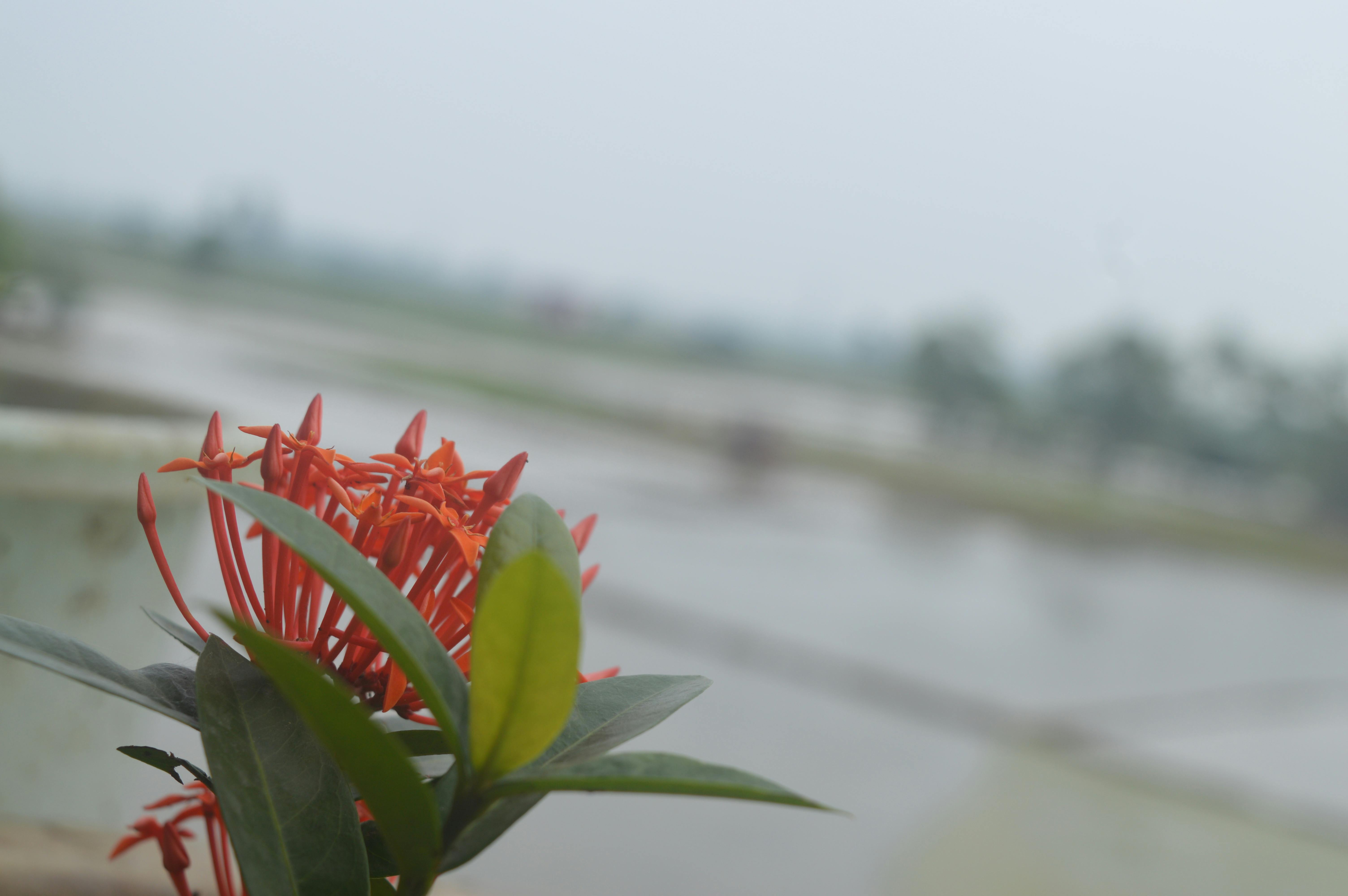 Free stock photo of beautiful nature, plant, tree