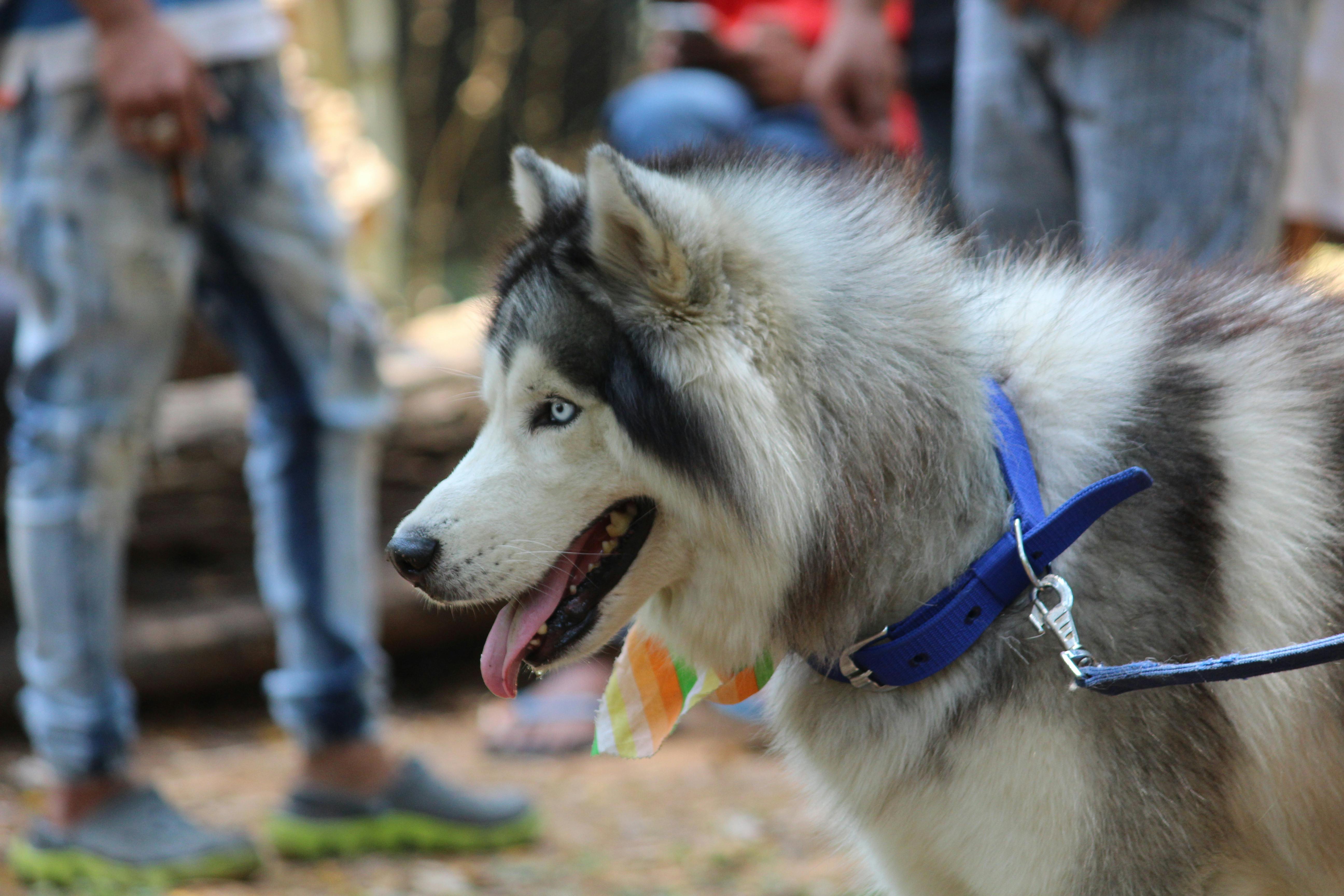 Foto Profissional Grátis De Azul Cão De Caça Husky