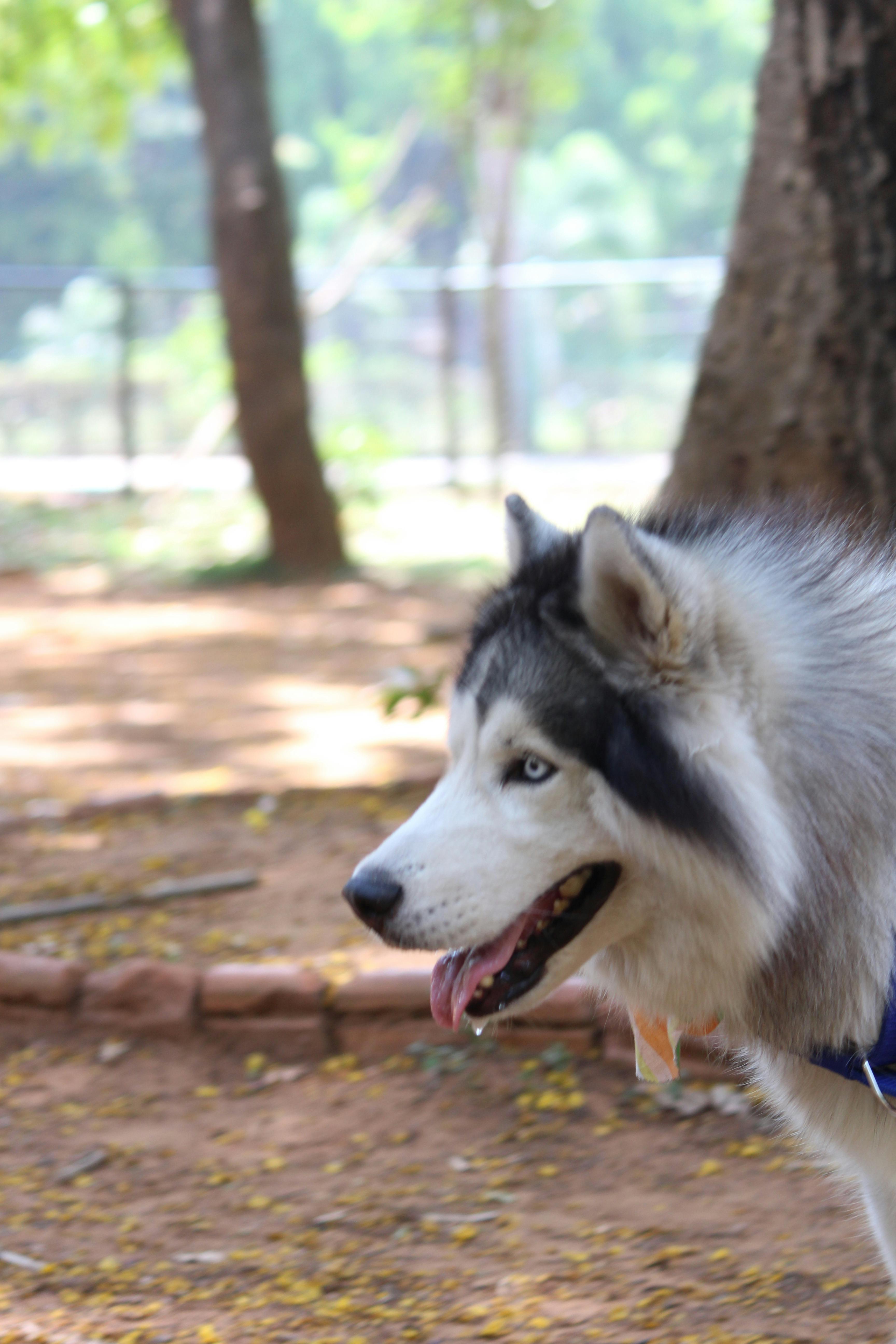 Foto Profissional Grátis De Azul Cão De Caça Husky