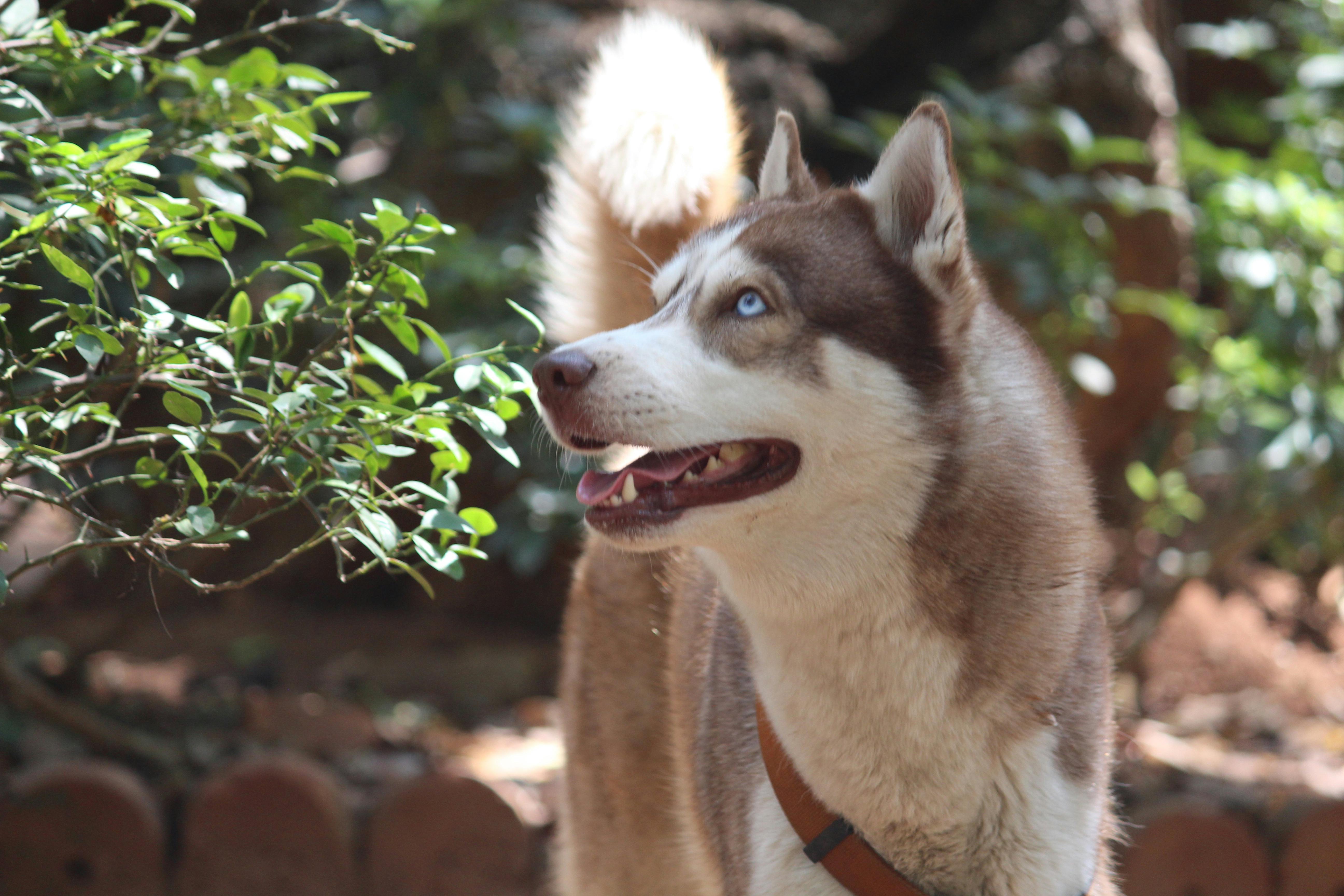 Foto Profissional Grátis De Azul Cão De Caça Husky