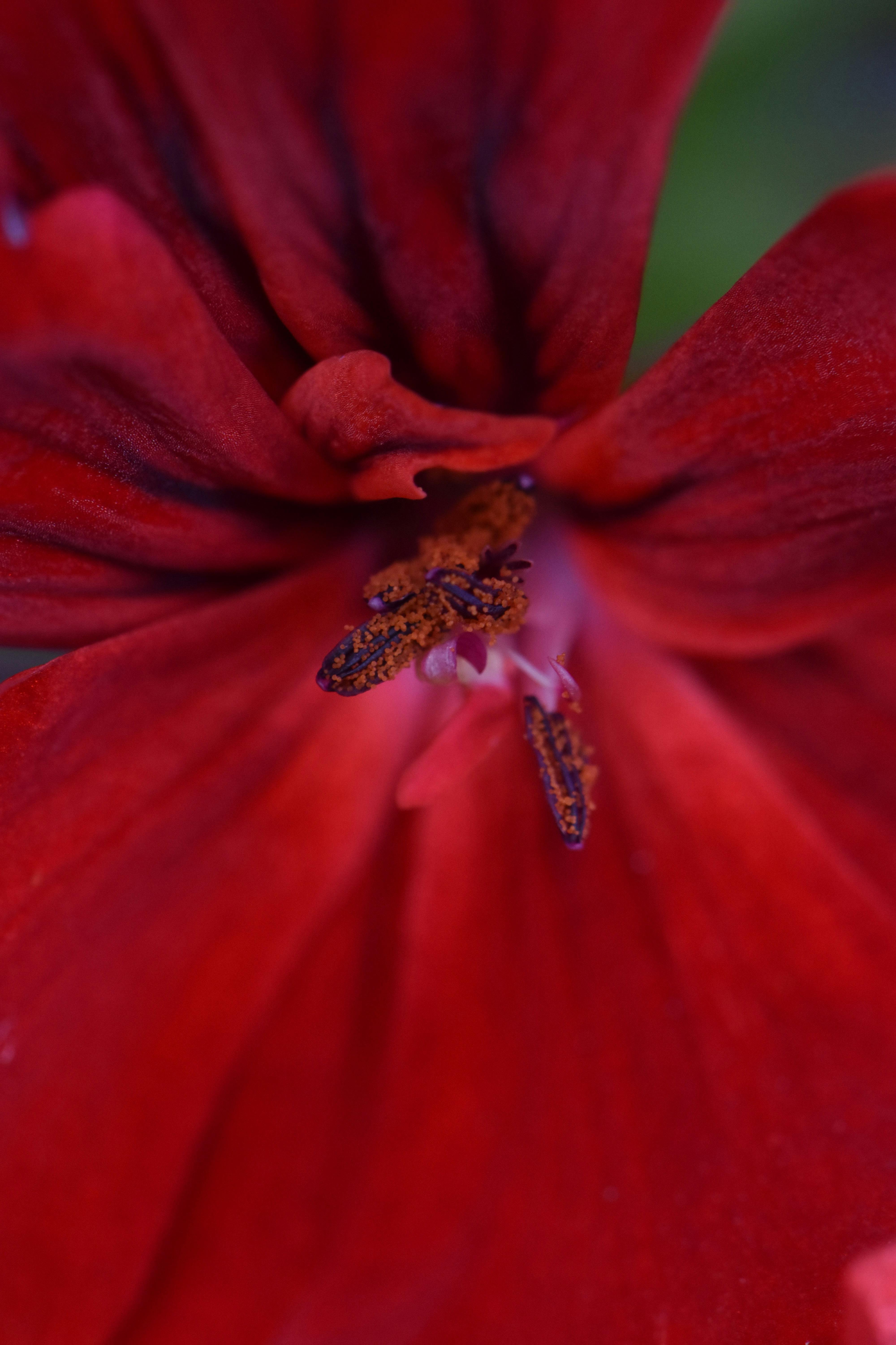 [ColoSach]-detailed-image-of-a-red-flower-stamen-in-full-bloom-with-deep-colors.