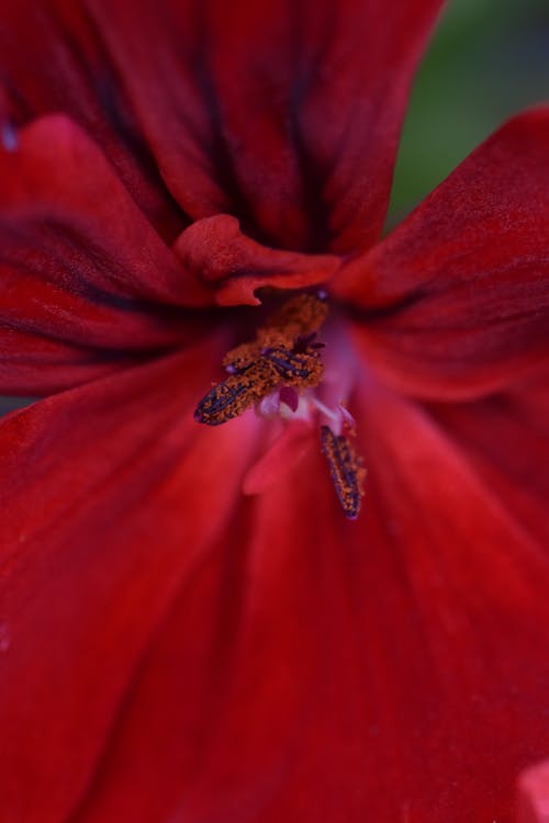 Red Flower in Close Up SHot