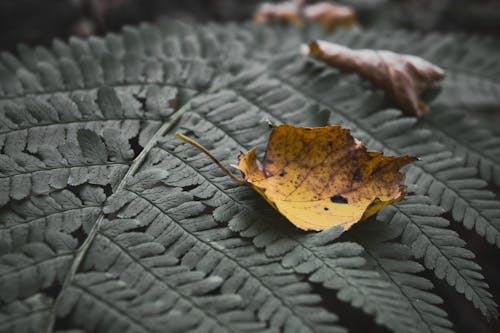 Dried Leaf in Close Up Shot