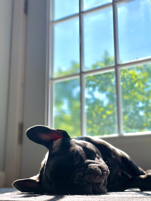 Ingyenes stockfotó alvás, aranyos, francia bulldog témában