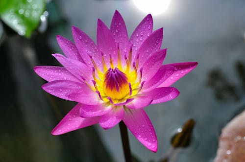 Wet Purple Flower in Close Up Photography