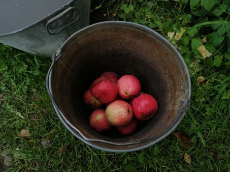 Top-down view of fresh apples in a rustic metal bucket on grass.