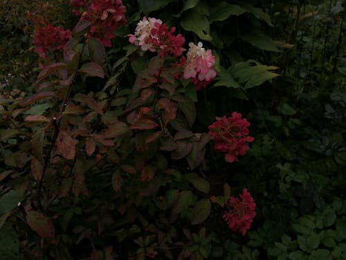 Безкоштовне стокове фото на тему «восени листя фону, кольори осені, красиві квіти»