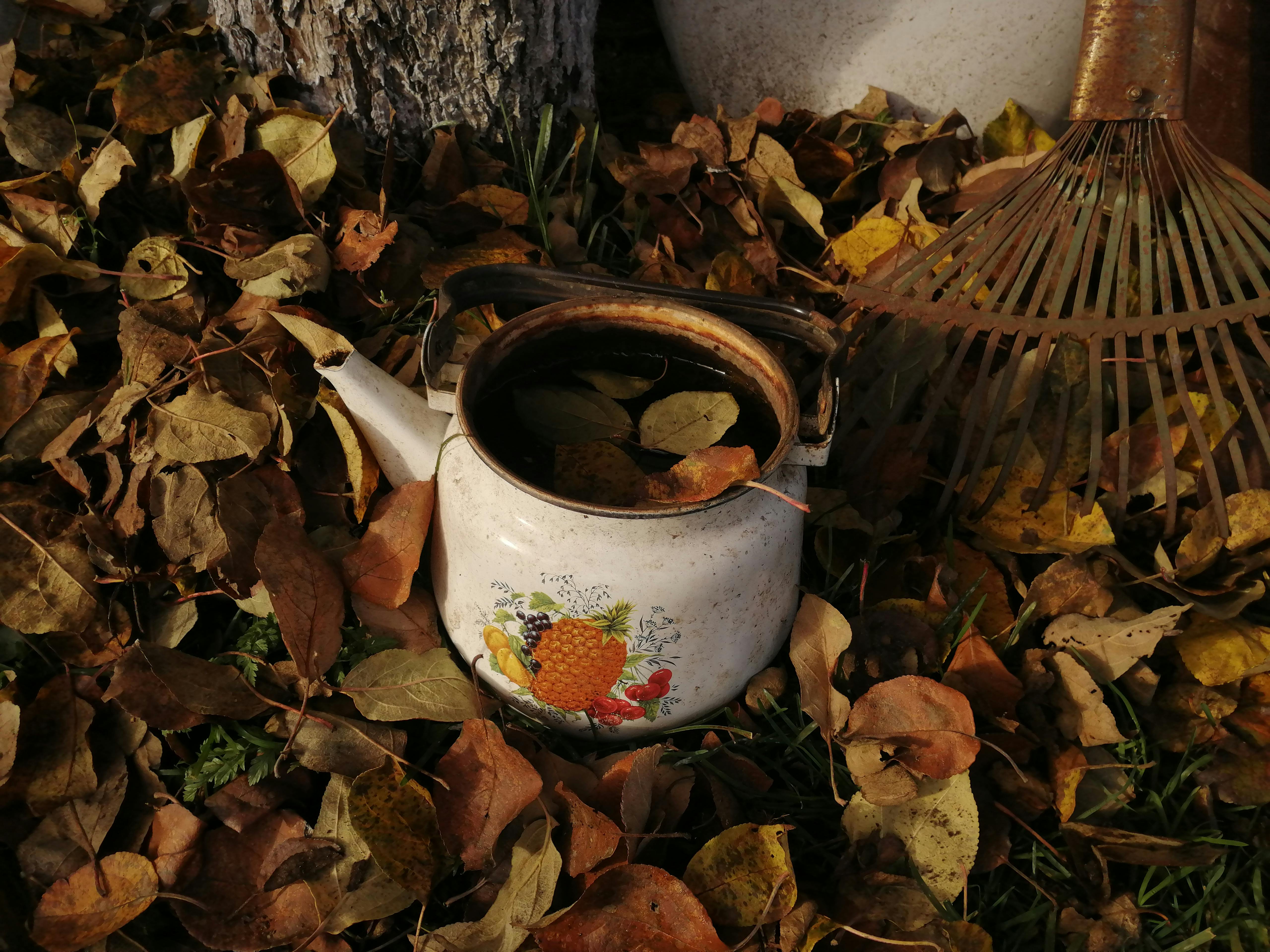 gardening leave meaning — Photo by Victoria  Geisterkatze on Pexels