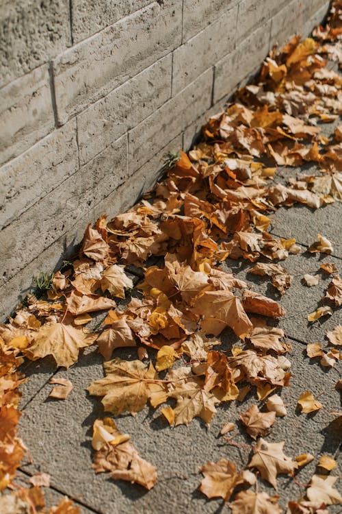 Free Brown Dried Leaves on Gray Concrete Floor Stock Photo