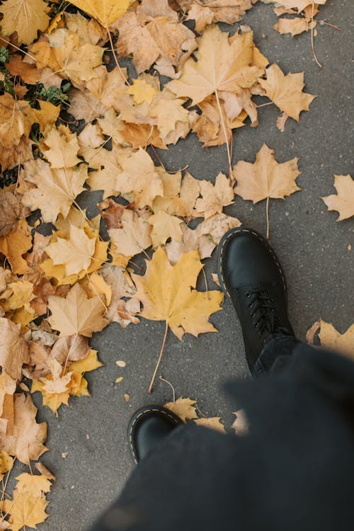 Black Leather Shoes beside Brown Dried Leaves on Gray Asphalt Road