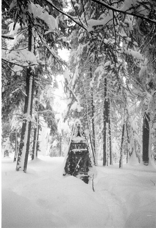 Snow Covered Trees on Snow Covered Ground