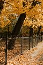 Fallen Leaves on a Sidewalk