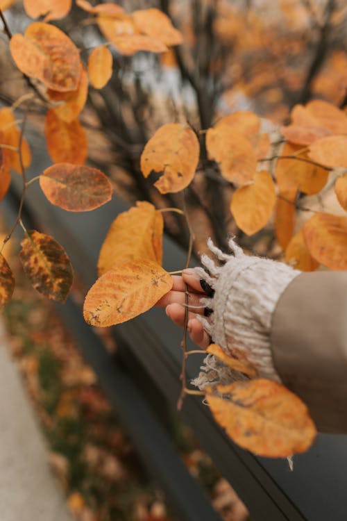 Person Holding a Stem with Fall Leaves