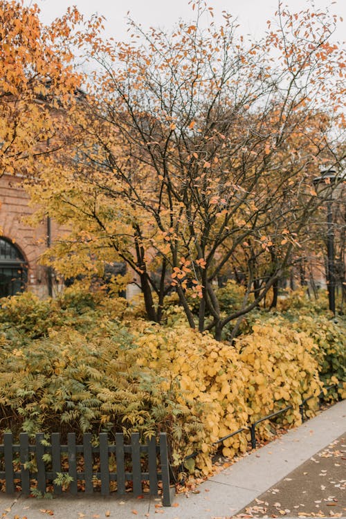 Základová fotografie zdarma na téma park, podzim, stromy