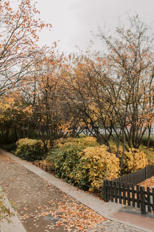 Photos gratuites de arbres, atmosfera de outono, automne