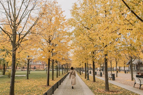 Free Woman Walking on the Sidewalk at the Park Stock Photo