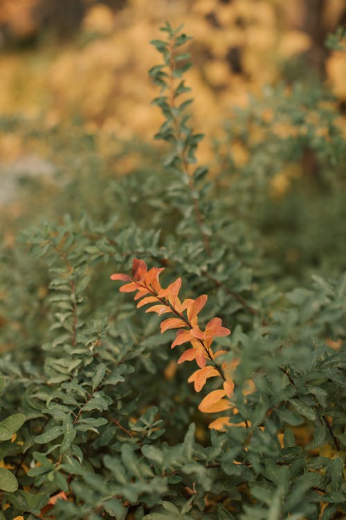 Close Up Shot of Brown and Green Plants