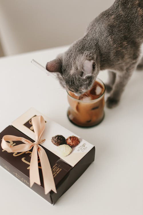 Pralines and Cat Drinking Ice Coffee