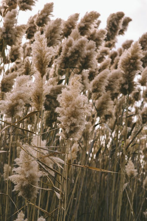 Close Up Photo of White Pampas Grass