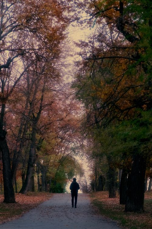 Free A solitary figure strolls along a tree-lined path during autumn twilight, surrounded by vibrant fall foliage. Stock Photo