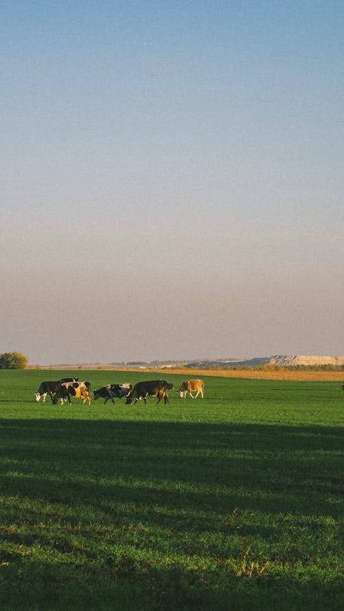 Δωρεάν στοκ φωτογραφιών με αγελάδες, αγέλη, αγρόκτημα Φωτογραφία από στοκ φωτογραφιών