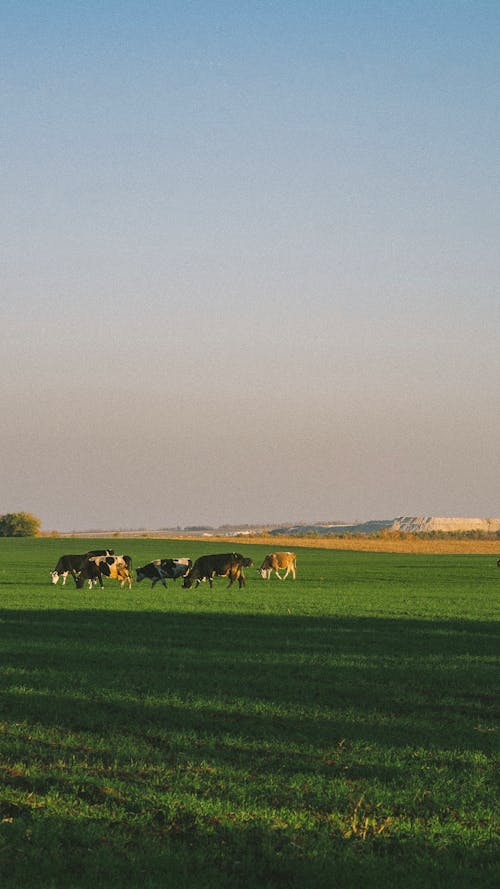 Gratis stockfoto met akkerland, boerderij, cattles