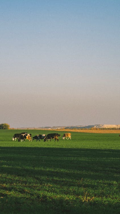 Herd of Cows on Green Grass Field Under Blue Sky