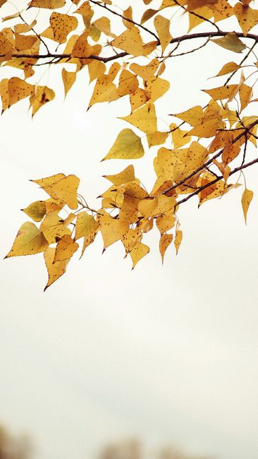 Fotomural Hojas amarillas de otoño en ramas sobre un fondo blanco, capturando la serena belleza del otoño.