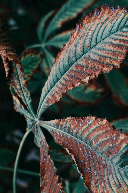 Green and Brown Leaves in Close Up Photography