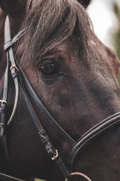 Free Detailed close-up of a black horse wearing a bridle, capturing its expressive eye. Stock Photo