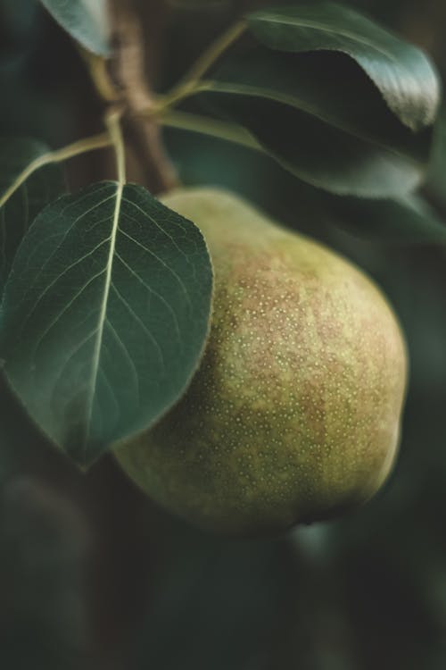Close-up of Pear 