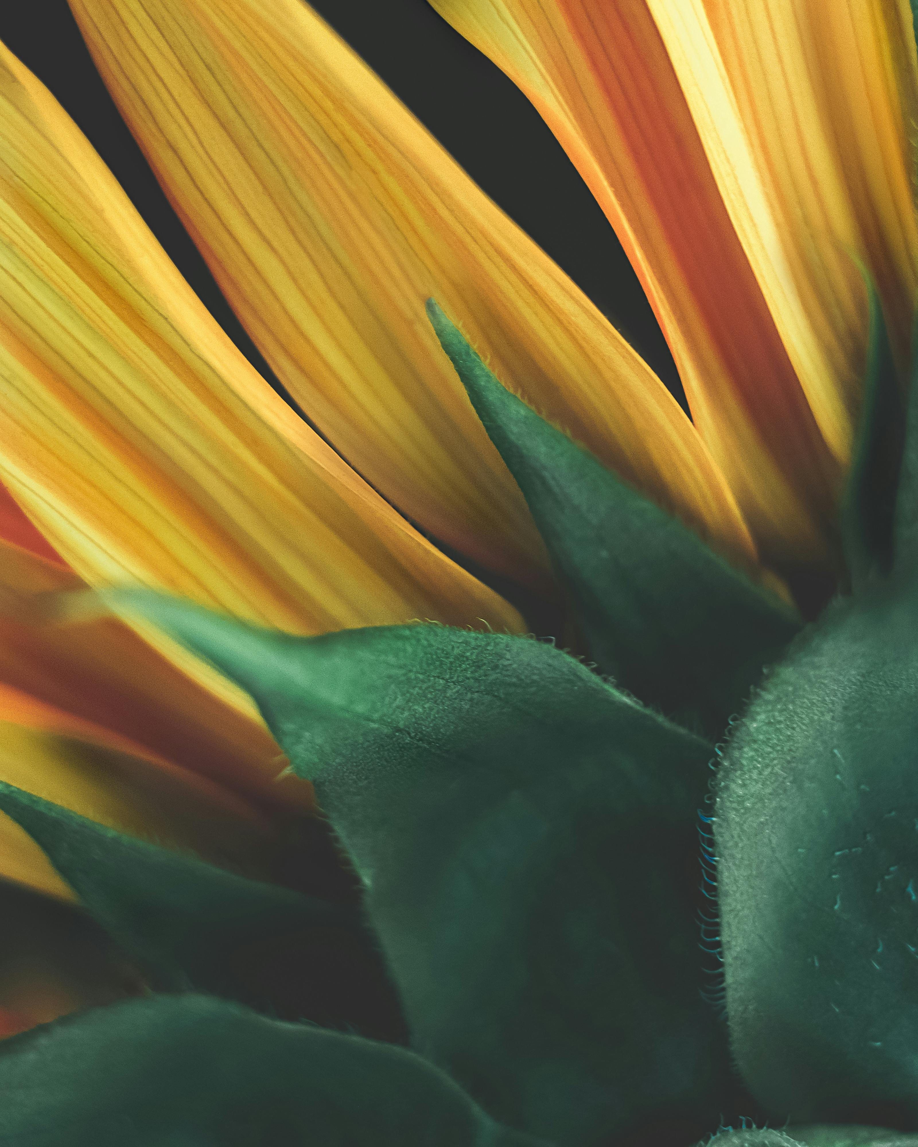 Detailed close-up of sunflower petals with lush green leaves, showcasing vibrant yellow hues.
