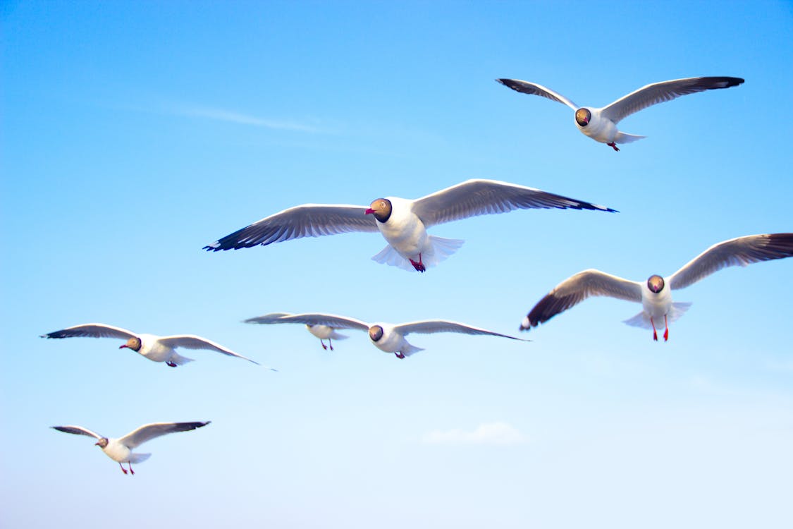 Free stock photo of animal photography, blue sky, flying