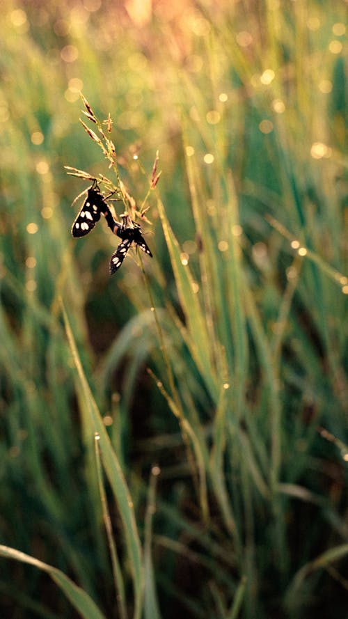 Ücretsiz arka fon, böcek fotoğrafçılığı, böcekler içeren Ücretsiz stok fotoğraf Stok Fotoğraflar