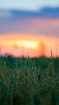 Capture of early morning dew on grass with a vibrant sunrise backdrop, creating a tranquil outdoor scene.