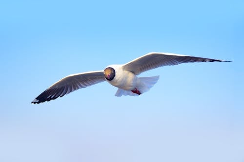 Imagine de stoc gratuită din cer, fotografie de animale, în zbor