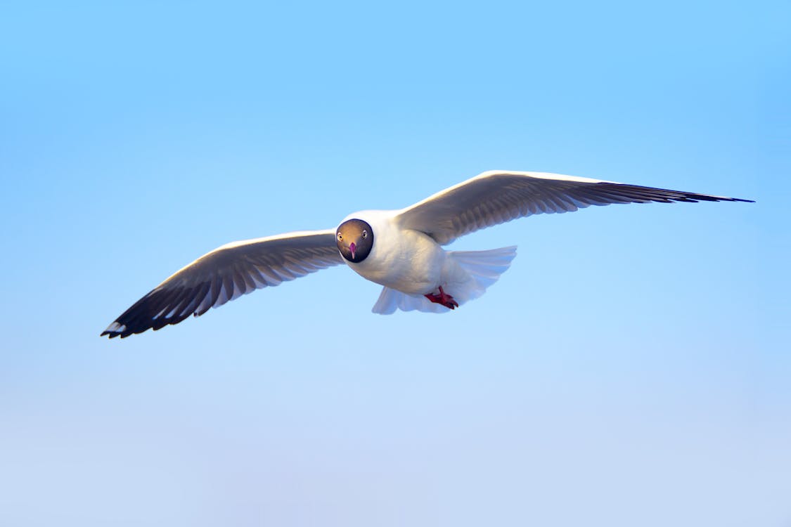 Free stock photo of animal photography, flying, gull