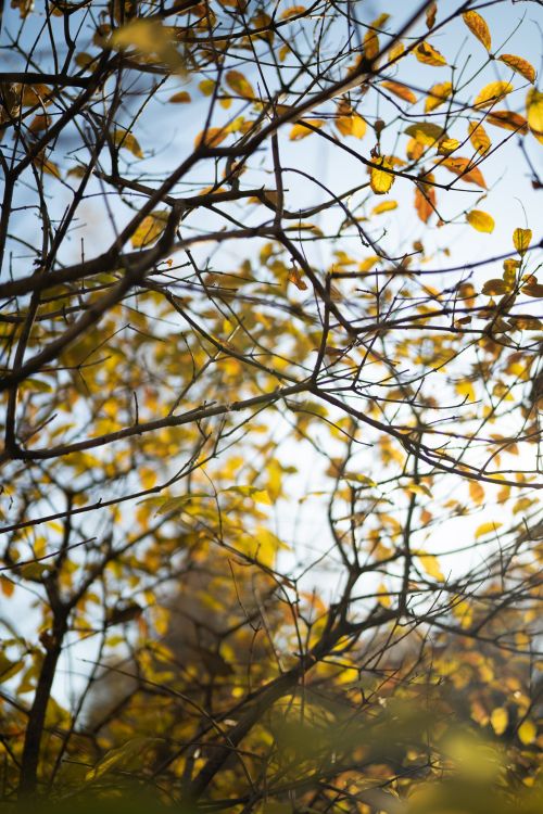 Free Golden autumn leaves and branches in a sunny Moscow park, emphasizing nature and serenity. Stock Photo