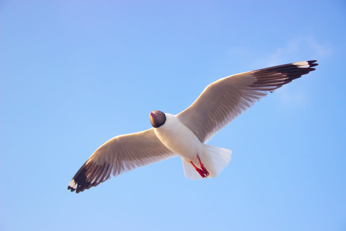 Close-Up Photography of a Flying Bird