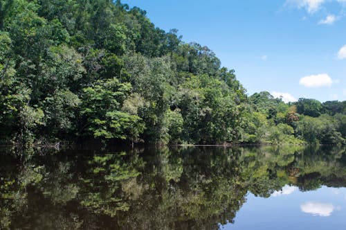 Free stock photo of amazon, bush, bushes