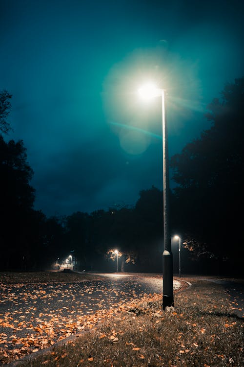 Foto profissional grátis de estrada, folhas, noite