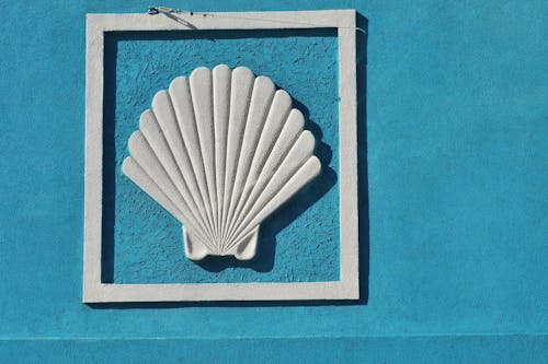 Free stock photo of seashell