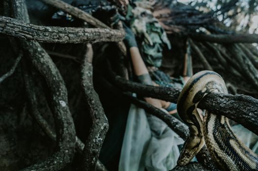 pythons photo