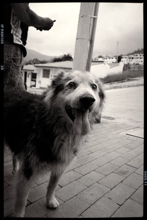 Free Grayscale Photograph of a Dog Stock Photo