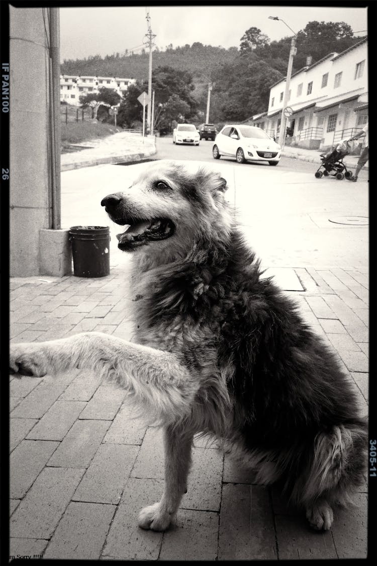 Black And White Photograph Of A Dog Doing A Trick