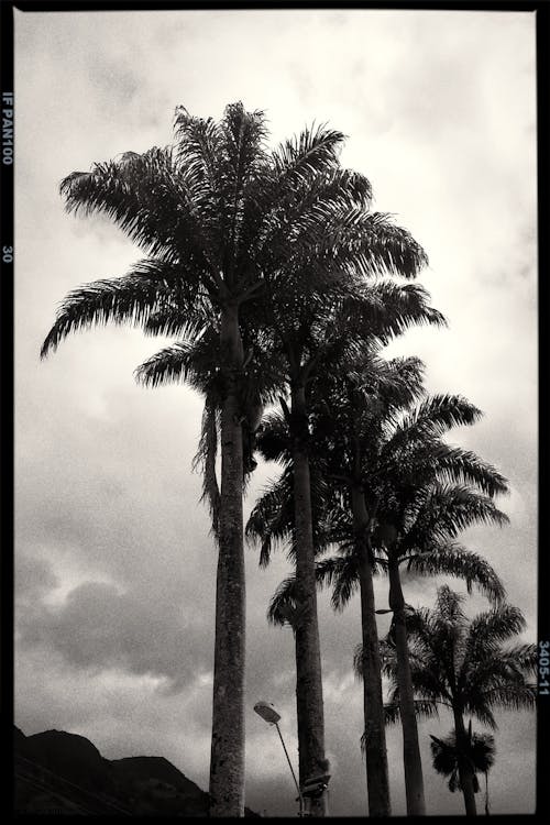 Film Photograph of Palm Trees