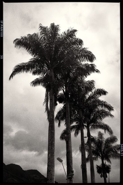 Tall palm trees silhouetted against a moody cloudy sky capture a dramatic nature scene.