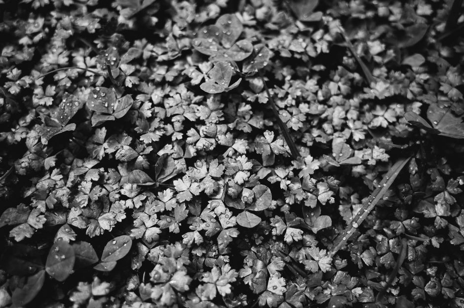 An artistic black and white capture of moist leaves covered with water droplets, highlighting texture and detail.